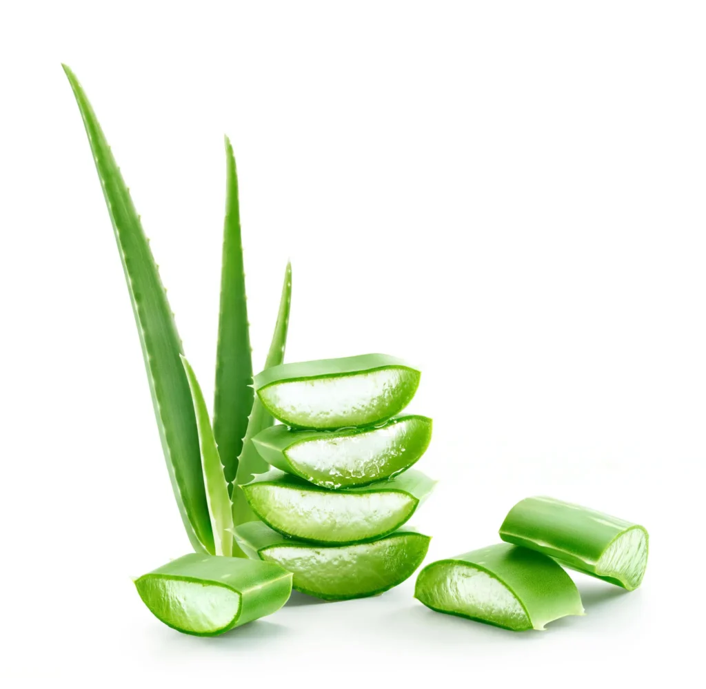 Aloe Vera Plant on white background