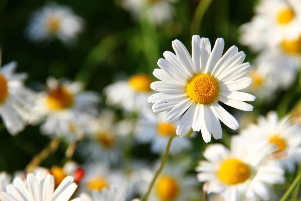 Chamomile Flowers